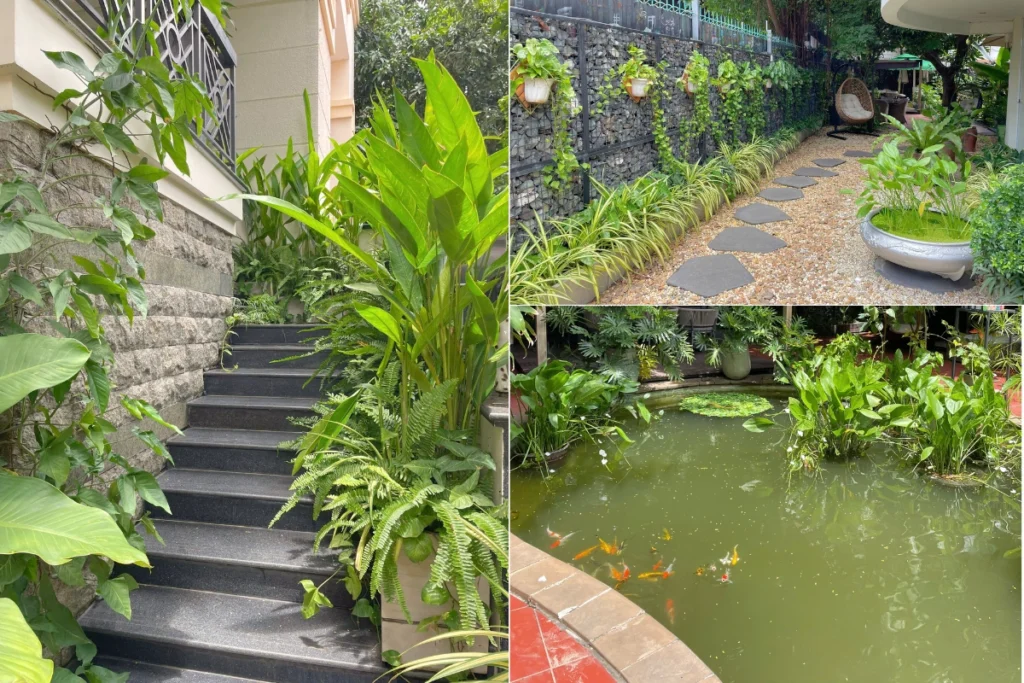 Tổng quan về thiết kế biệt thự sân vườn đẹp và những thiết kế được ưa chuộng nhất 4 Không gian sân vườn biệt thự gồm lối đi lát đá, bậc thang phủ cây xanh, và hồ cá cảnh