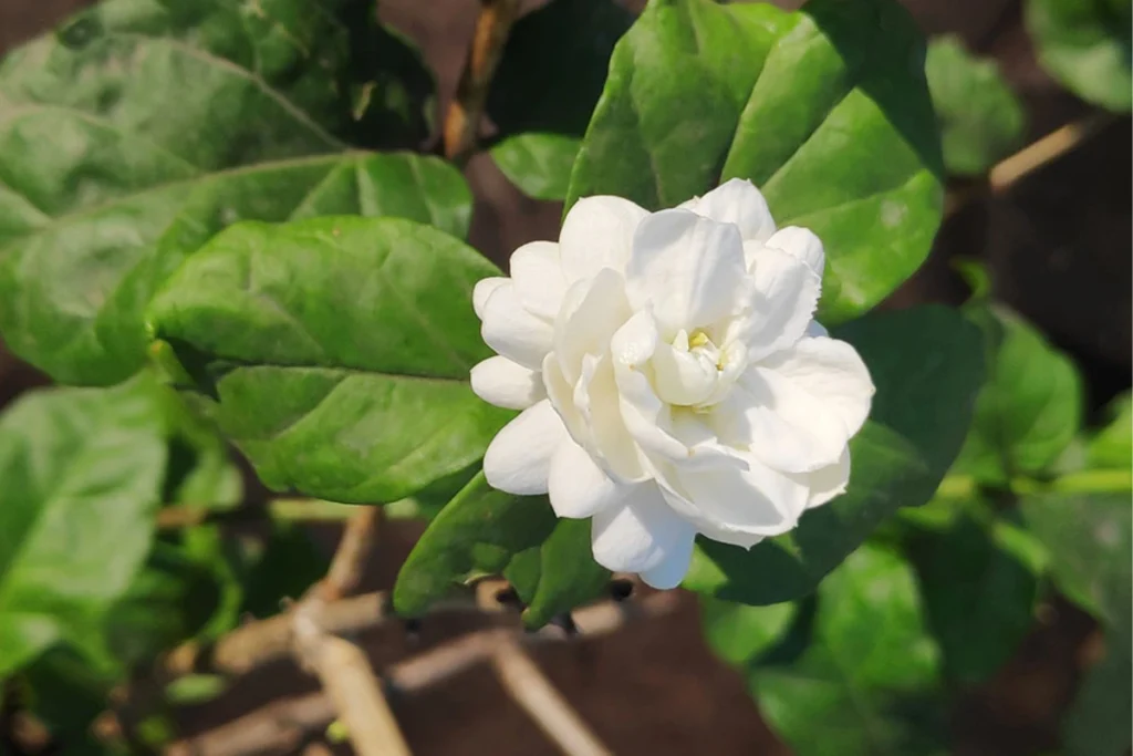 Top 10+ những loại hoa dùng để trang trí vườn hoa trước nhà 6 Cận cảnh một bông hoa nhài trắng đang nở giữa nền lá xanh đậm.