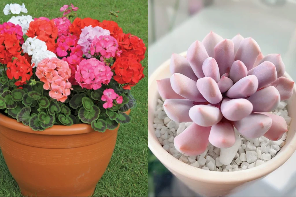 Top 10+ những loại hoa dùng để trang trí vườn hoa trước nhà 3 Chậu phong lữ thảo nhiều màu đặt ngoài sân cỏ và chậu sen đá hồng pastel trồng trong nhà với sỏi trắng trang trí.