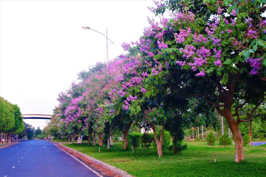+10 Cây Trang Trí Sân Vườn Dễ Trồng Bạn Không Nên Bỏ Lỡ 2 Hàng cây bằng lăng thẳng tắp với tán lá xanh rợp và hoa tím rực rỡ, tạo bóng mát dọc con đường