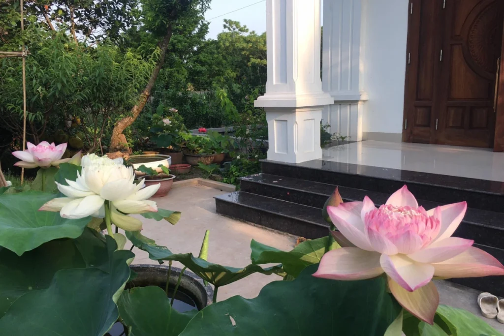 +10 Cây Trang Trí Sân Vườn Dễ Trồng Bạn Không Nên Bỏ Lỡ 9 Hoa sen nở rộ trước sân nhà, tạo không gian yên bình và gần gũi với thiên nhiên.