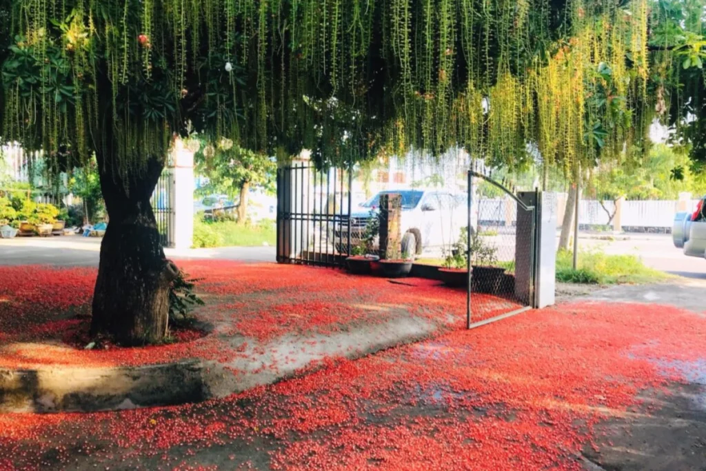 +10 Cây Trang Trí Sân Vườn Dễ Trồng Bạn Không Nên Bỏ Lỡ 1 Cây lộc vừng tỏa bóng mát với những chùm hoa dài rủ xuống, mặt đất phủ kín cánh hoa đỏ rực, tạo nên khung cảnh nổi bật trước cổng nhà.