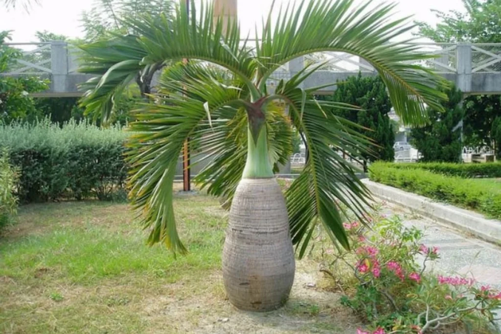 +10 Cây Trang Trí Sân Vườn Dễ Trồng Bạn Không Nên Bỏ Lỡ 8 Cây cau lùn trồng trong sân vườn, thân tròn mập cùng tán lá xanh tươi tạo vẻ đẹp hài hòa và phong thủy.