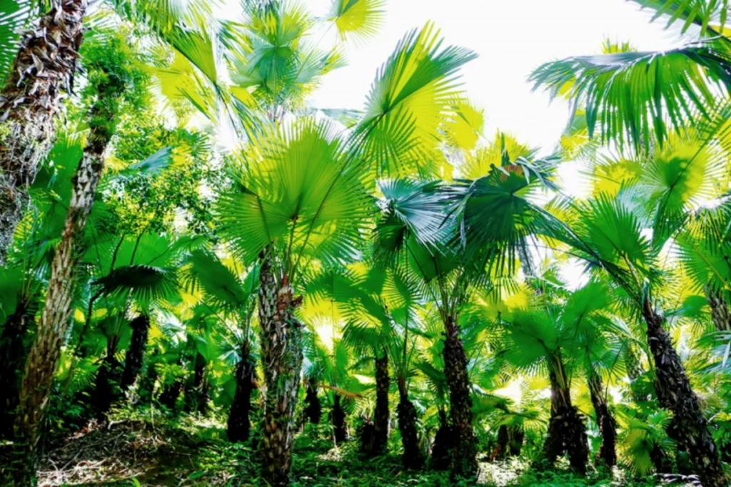 +10 Cây Trang Trí Sân Vườn Dễ Trồng Bạn Không Nên Bỏ Lỡ 10 Rừng cây cọ xanh tốt với tán lá xòe rộng, tạo không gian thoáng mát và bình yên.