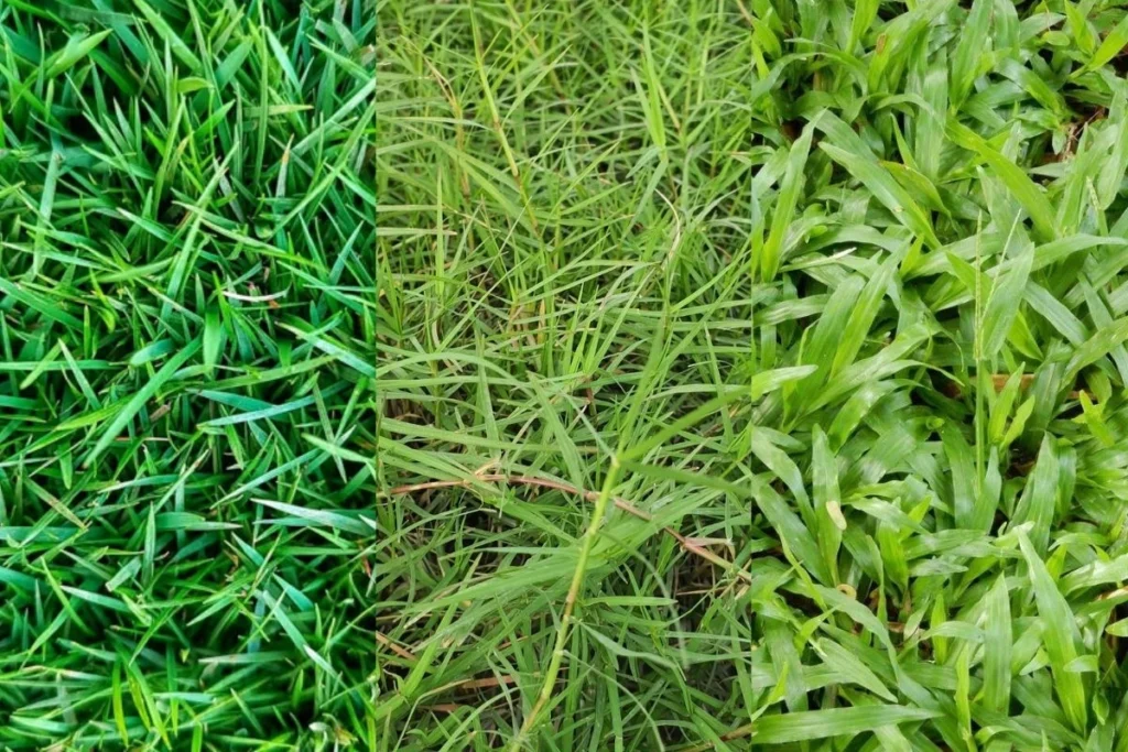 3 loại cỏ, bên trái là cỏ nhung nhật, ở giữa là cỏ bermuda, bên phải cỏ lá gừng
