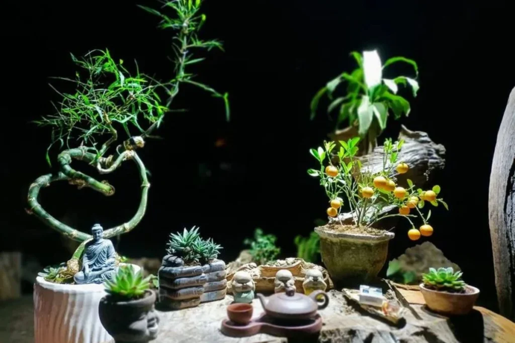 cây bonsai và bàn trà nhỏ 