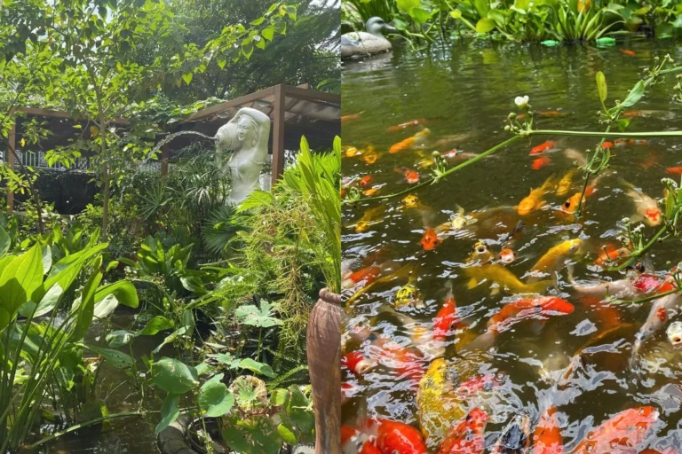 ảnh bên trái tượng nữ phun nước và cây cỏ xung quanh, ảnh bên phải hồ nước với cá koi