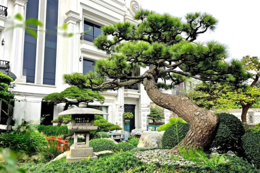 Hình ảnh cây tùng la hán luôn là lựa chọn hàng đầu trong các loại cây trồng sân vườn biệt thự