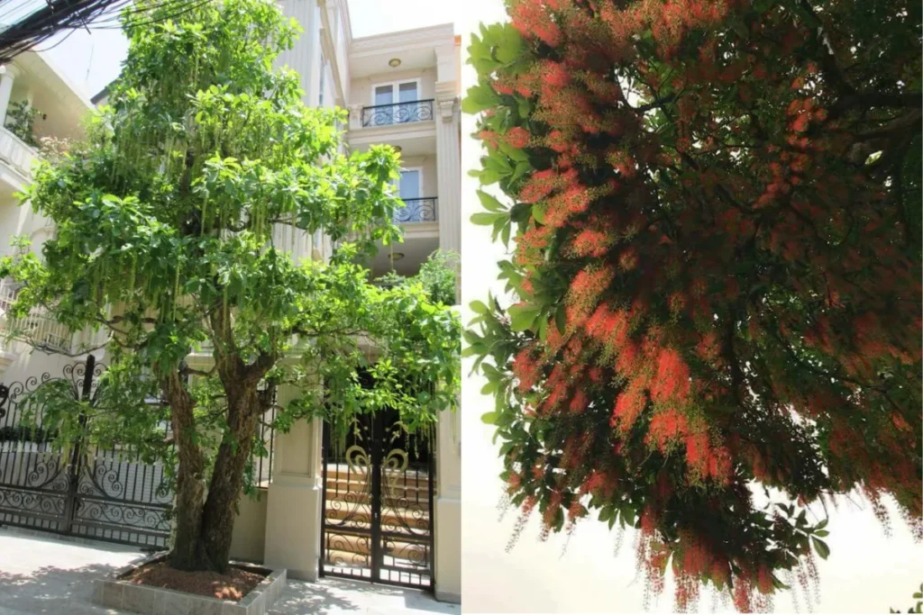 Hình ảnh cây lộc vừng vững chãi trước nhà 