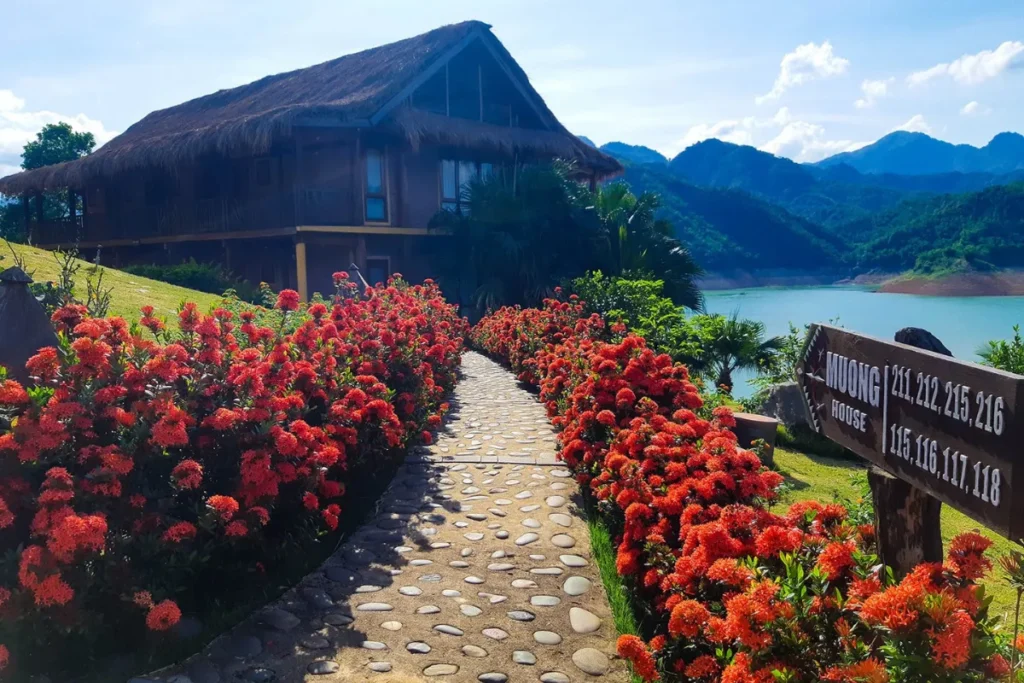 Hoa mẫu đơn sắc màu rực rỡ cho không gian 