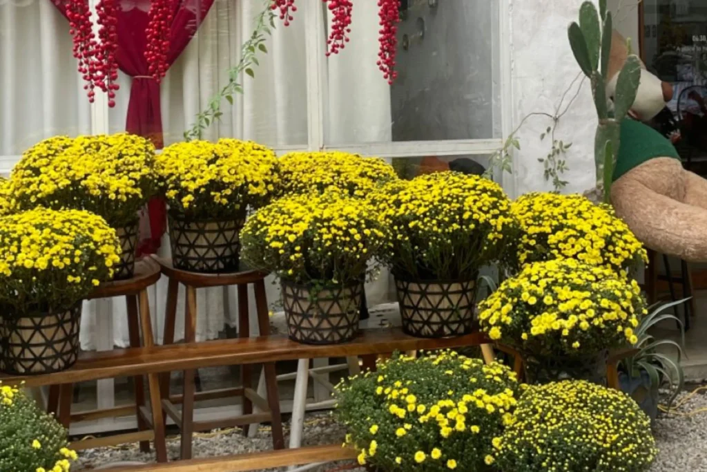 10+ Ý Tưởng Decor Tết Ngoài Trời Biến Sân Vườn Thành Thiên Đường Đón Xuân 6 Decor Tết ngoài trời với chậu hoa cúc vàng xếp lớp tạo chiều sâu cho sân vườn ngày Tết.