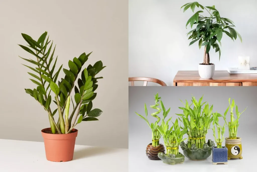 Cây kim tiền, phát lộc hay kim ngân là món quà phong thủy quen thuộc, giúp không gian nhà mới thêm tươi sáng và thu hút nguồn năng lượng tích cực ngay từ những ngày đầu