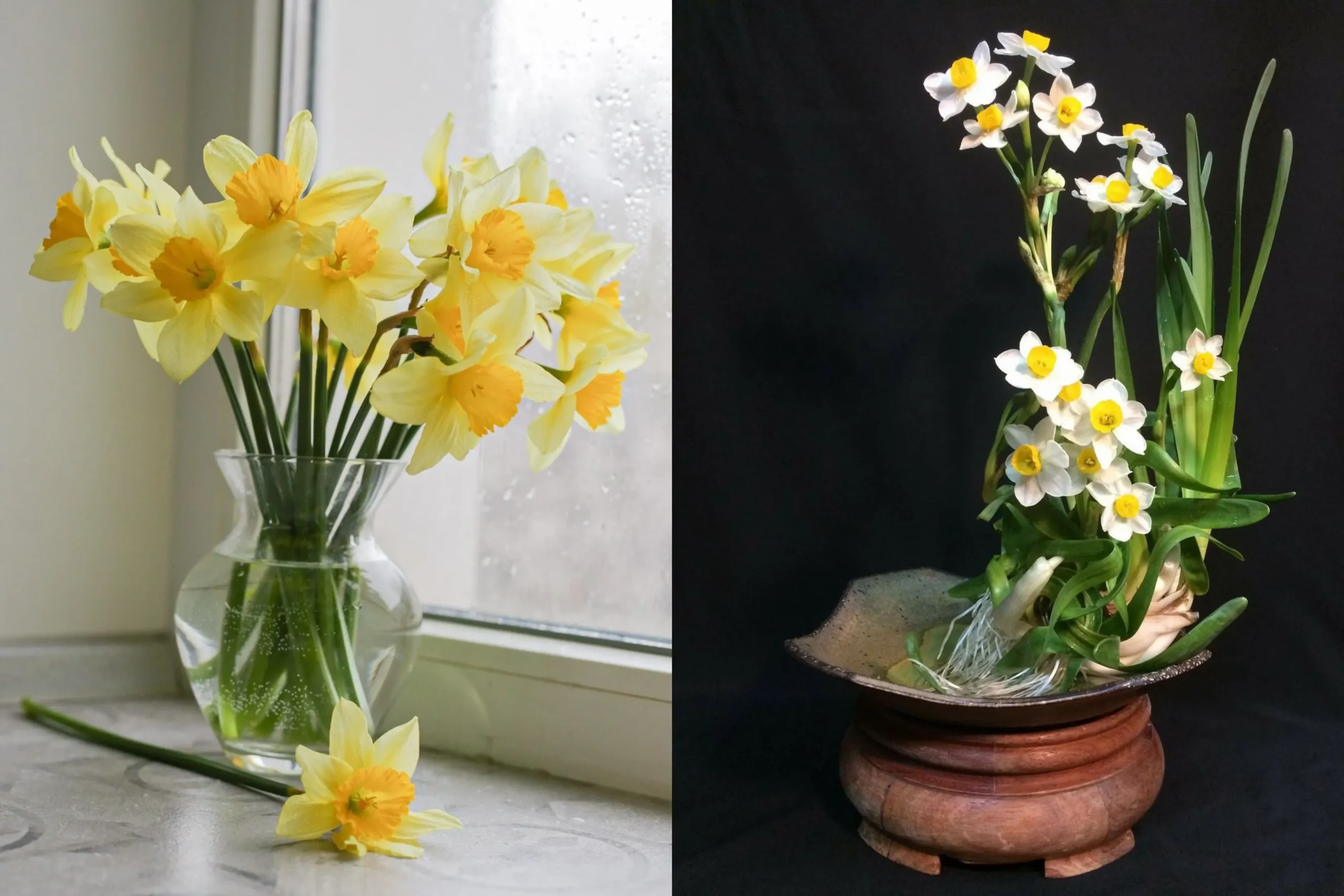 Hoa thủy tiên chưng Tết đặt trên bàn, sắc vàng trắng thanh nhã trong nhà.