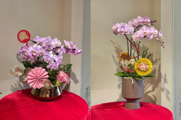 Chậu phong lan chưng Tết với sắc tím nhẹ, trang trí bàn phòng khách ngày xuân.