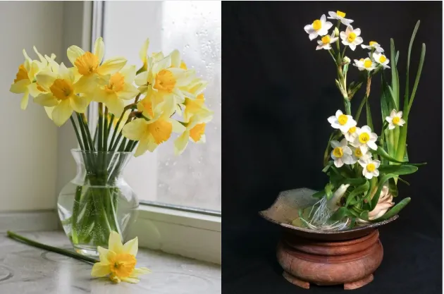 Hoa thủy tiên chưng Tết đặt trên bàn, sắc vàng trắng thanh nhã trong nhà.