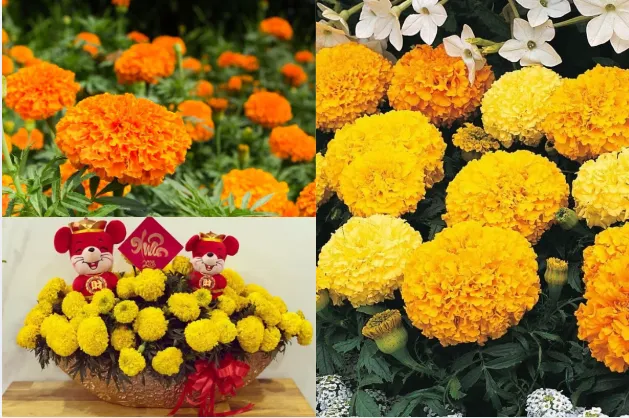 Hoa vạn thọ chưng Tết với sắc vàng cam nổi bật, trang trí ngày xuân.