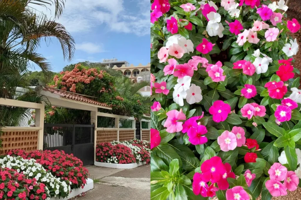 Top 10+ Cây Trang Trí Bồn Hoa Trước Nhà Đẹp, Dễ Chăm Và Hút Tài Lộc 14 Cận cảnh hoa ngọc thảo màu hồng và trắng nở đều trên nền lá xanh trong bồn hoa