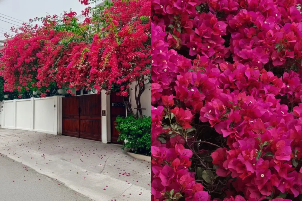 Top 10+ Cây Trang Trí Bồn Hoa Trước Nhà Đẹp, Dễ Chăm Và Hút Tài Lộc 15 Giàn hoa giấy màu hồng đậm phủ kín mặt tiền và cổng nhà, hoa nở dày thành mảng lớn