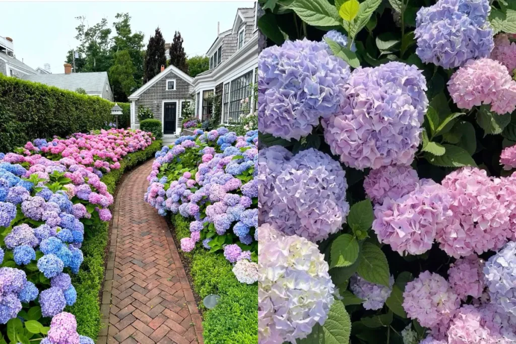 Top 10+ Cây Trang Trí Bồn Hoa Trước Nhà Đẹp, Dễ Chăm Và Hút Tài Lộc 9 Lối đi trong vườn được viền bởi hoa cẩm tú cầu nở thành cụm lớn màu xanh tím hồng, tạo mảng màu mềm mại và nổi bật.