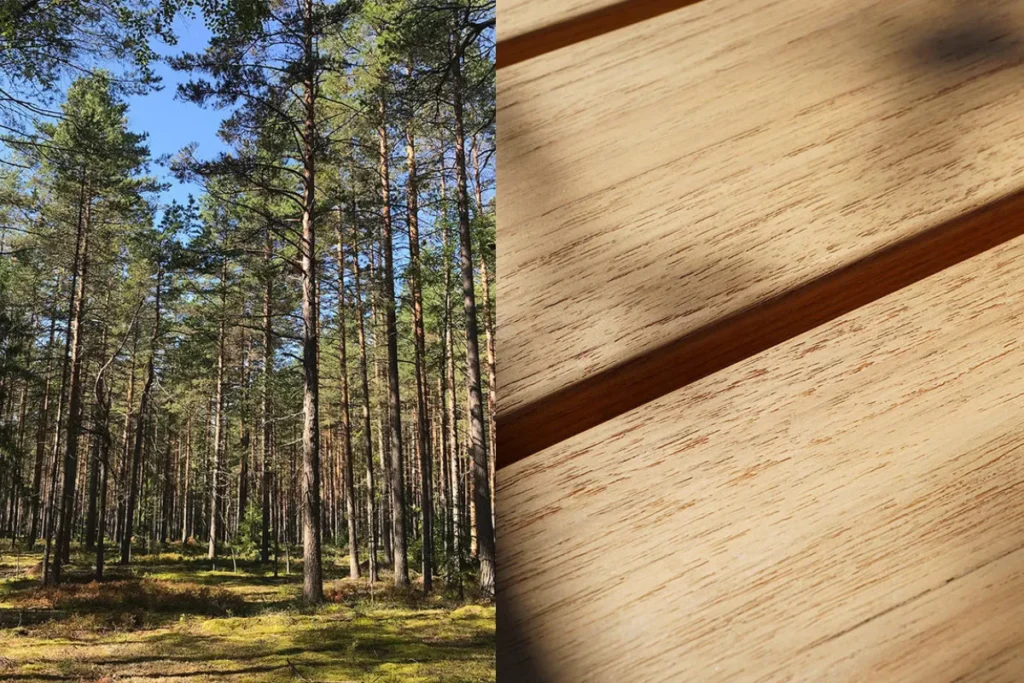 Rừng cây teak nhiệt đới và chi tiết bề mặt gỗ teak mịn
