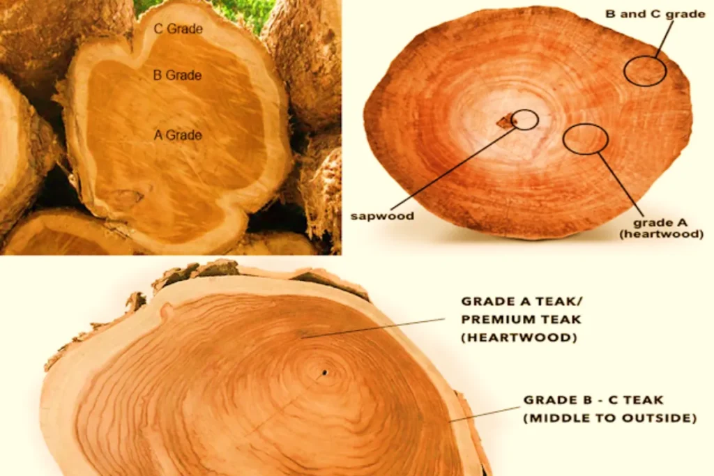 Phân loại gỗ teak theo grade A B C dựa trên mặt cắt thân cây và vùng lõi gỗ
